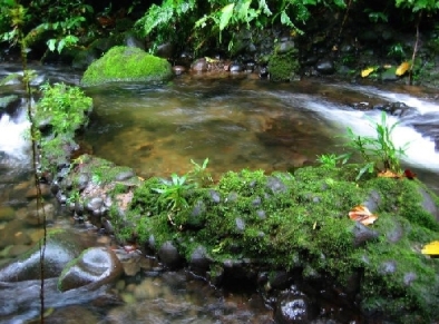 Reserva-Natural-Biotopo-Selva-Humeda-Tumaco-Narino-6